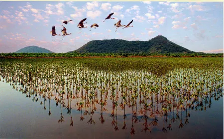 Đàn sếu đầu đỏ vỗ cánh bay lên trong ráng chiều (Ảnh: Dân Việt)