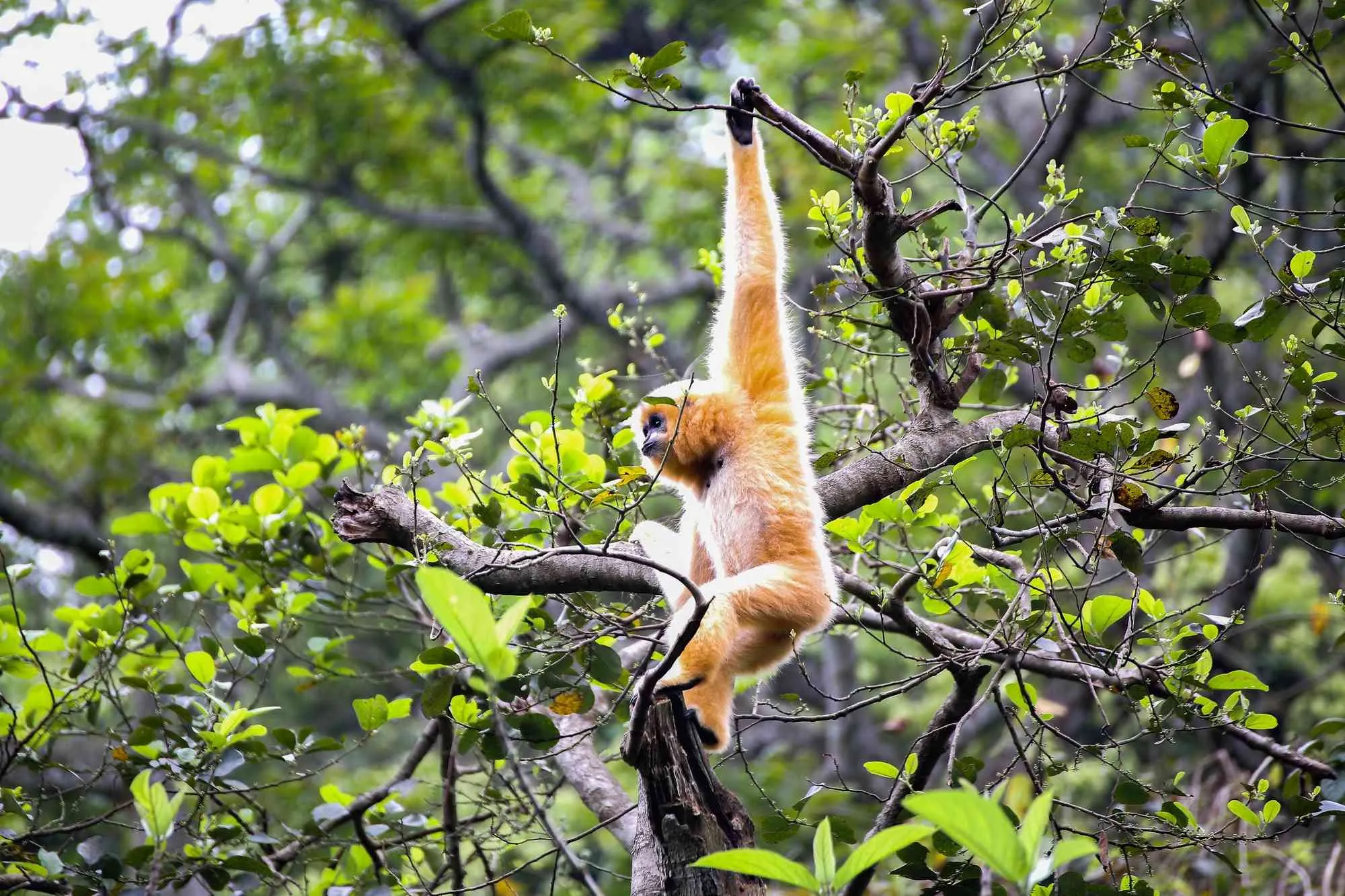 Delacour's langur, a rare animal species only found in Cuc Phuong