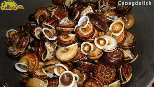 Oc nui Ninh Binh (Ninh Binh Mountain snails) - specialty only available in the rainy season
