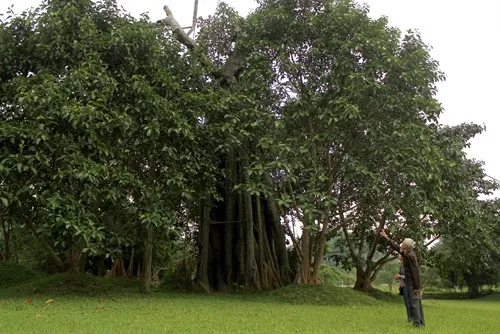 Mr. Hoang Ngoc, an elderly person in Tan Trao, beside the revived banyan tree