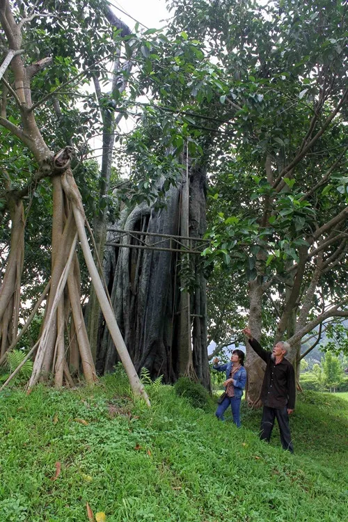 Tan Trao Banyan Tree, Historical Witness and Symbol of the August Revolution