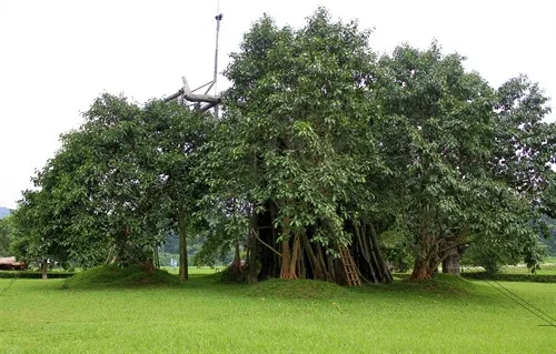 Cây đa Tân Trào đang hồi sinh mạnh mẽ sau những nỗ lực chăm sóc không mệt mỏi