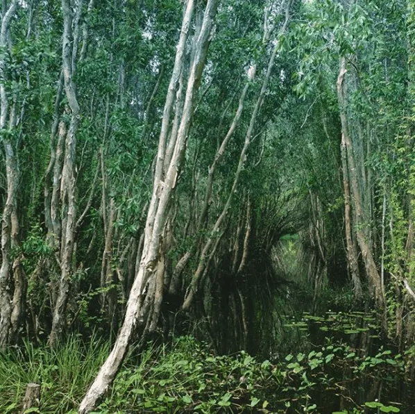 Vast and colorful natural landscape of Tan Lap Melaleuca Forest