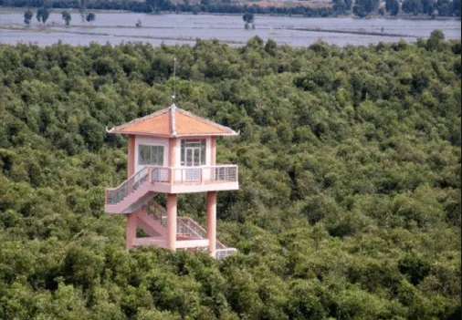 Watchtower in the melaleuca forest, a spectacular observation point