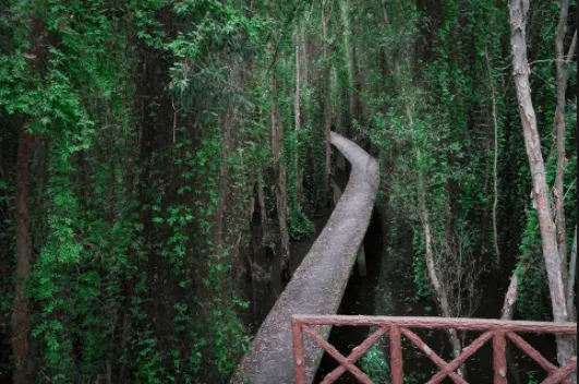 Forest path in Tan Lap Melaleuca Forest, a highlight of the eco-tourism site