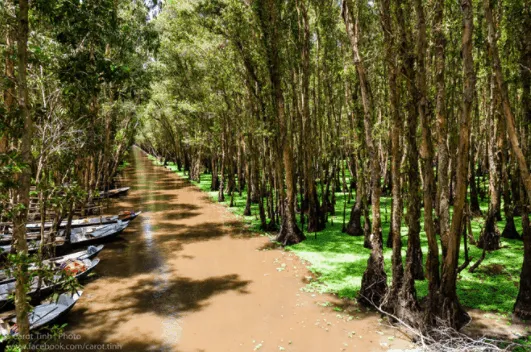 Boat trip through the small canals, exploring the pristine beauty of the Melaleuca forest.