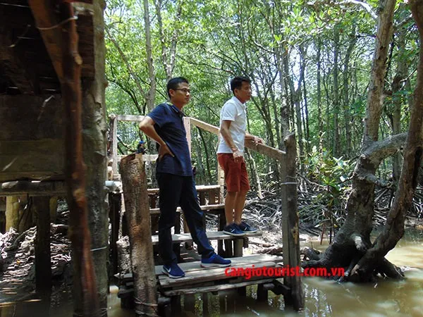 Rừng ngập mặn Cần Giờ nhìn từ trên cao, với những mảng xanh rộng lớn và hệ thống sông ngòi chằng chịt
