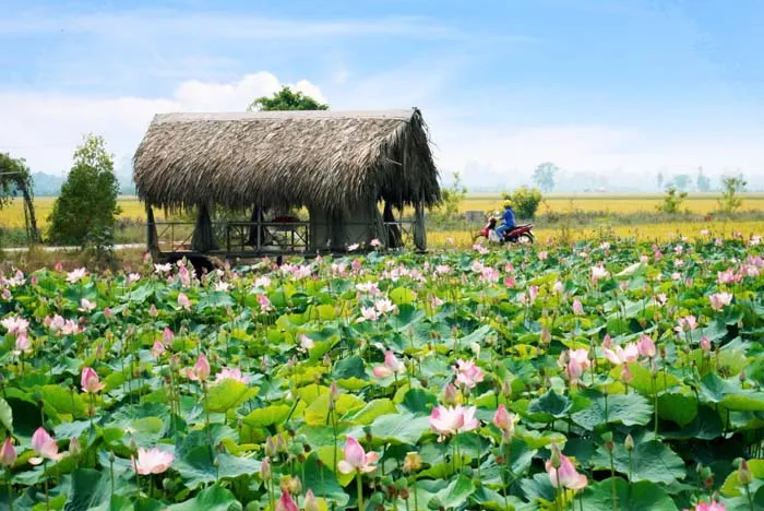 A vast lotus field in Thap Muoi district, Dong Thap province