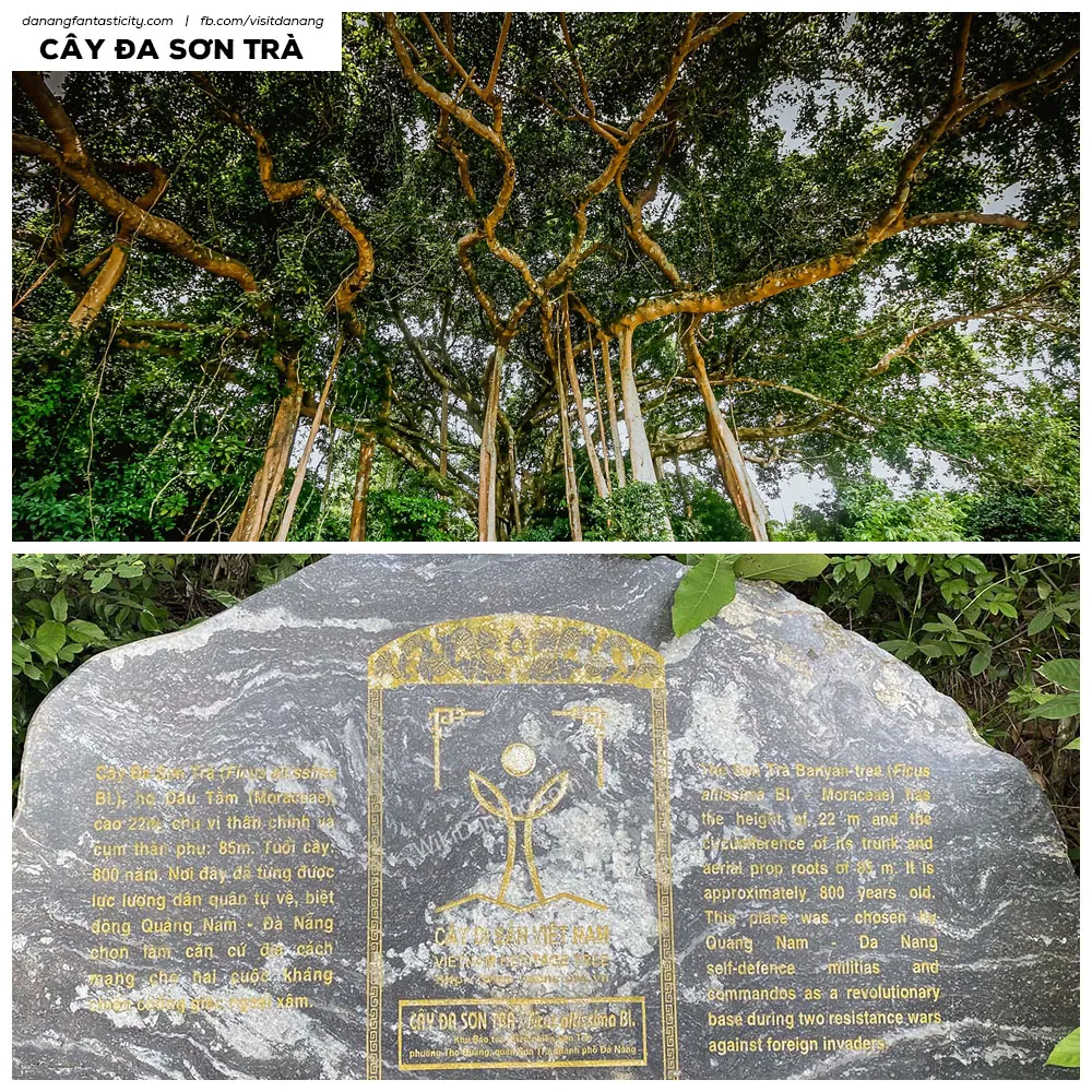 Son Tra Ancient Banyan Tree