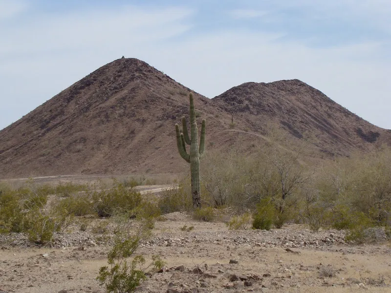 Cây xương ròng Saguaro được luật pháp bảo vệ