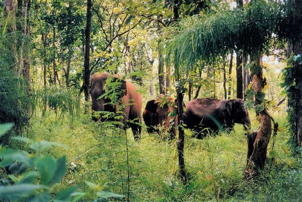 Chư Yang Sin National Park is an ideal stop for nature exploration enthusiasts