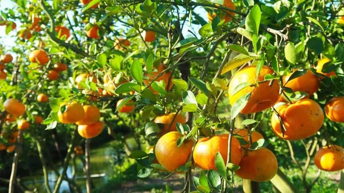 Lai Vung pink mandarin oranges, a famous specialty of Dong Thap