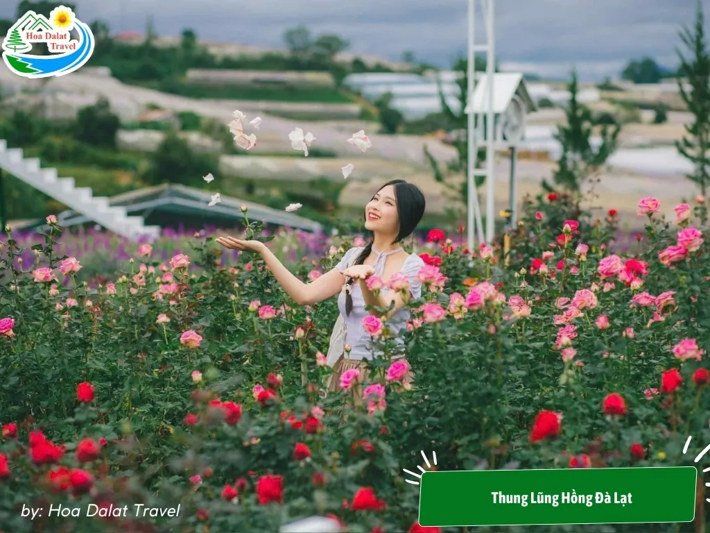 Vibrant rose garden in full bloom at Thung Lung Hong