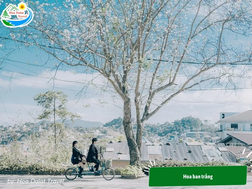 Hoa ban trắng tinh khôi, mang đến vẻ đẹp dịu dàng và thanh khiết cho Đà Lạt
