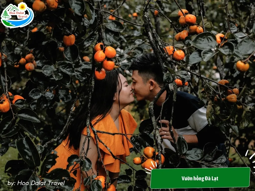 Vườn hồng chín mọng, mang đến vẻ đẹp ngọt ngào và lãng mạn cho Đà Lạt