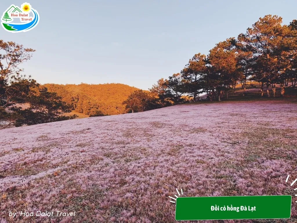 Pink Grass Hill in winter, providing a warm and romantic atmosphere for wedding photos