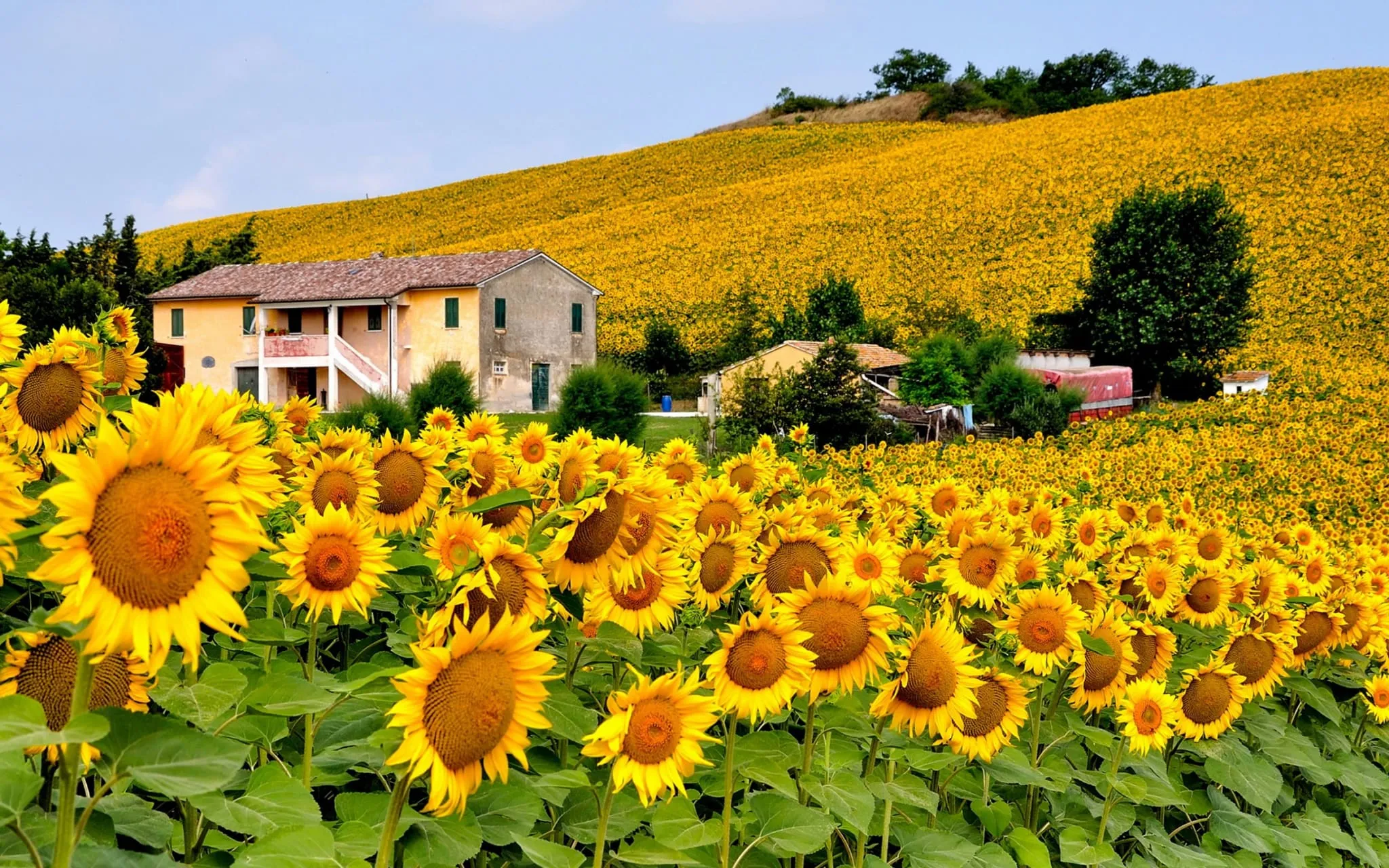 Vườn hoa hướng dương ở Tuscany - Ý