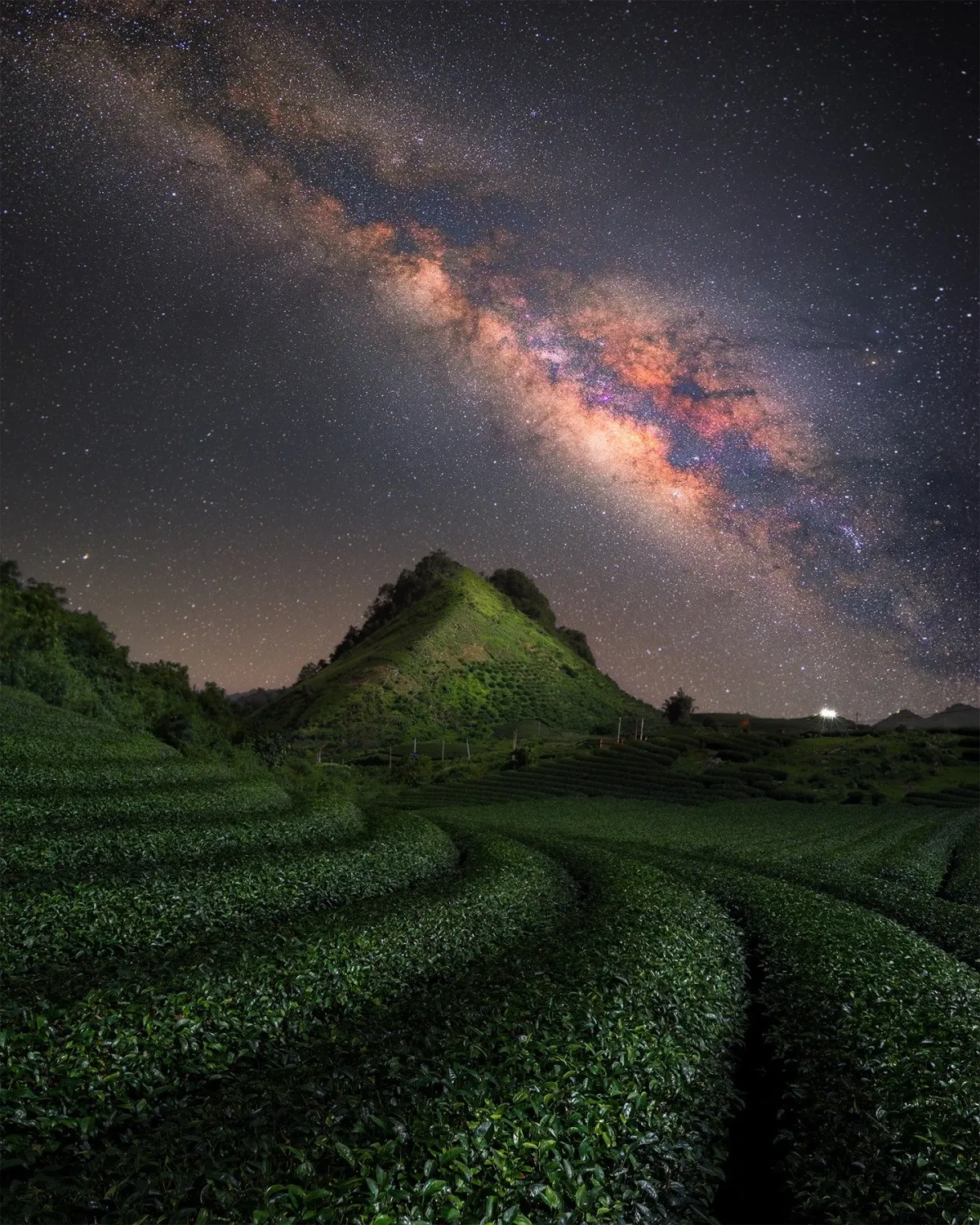 Moc Chau Heart Tea Hill at night, a brilliant and shimmering location for Milky Way viewing