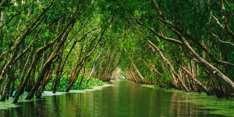 Rừng tràm Trà Sư mùa nước nổi là một trải nghiệm không thể bỏ qua khi đến An Giang
