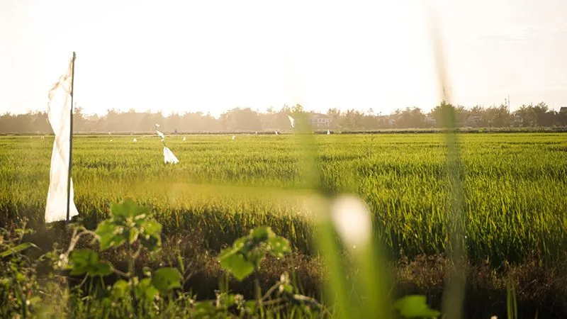 Lush green Bay Mau Coconut Forest in Hoi An