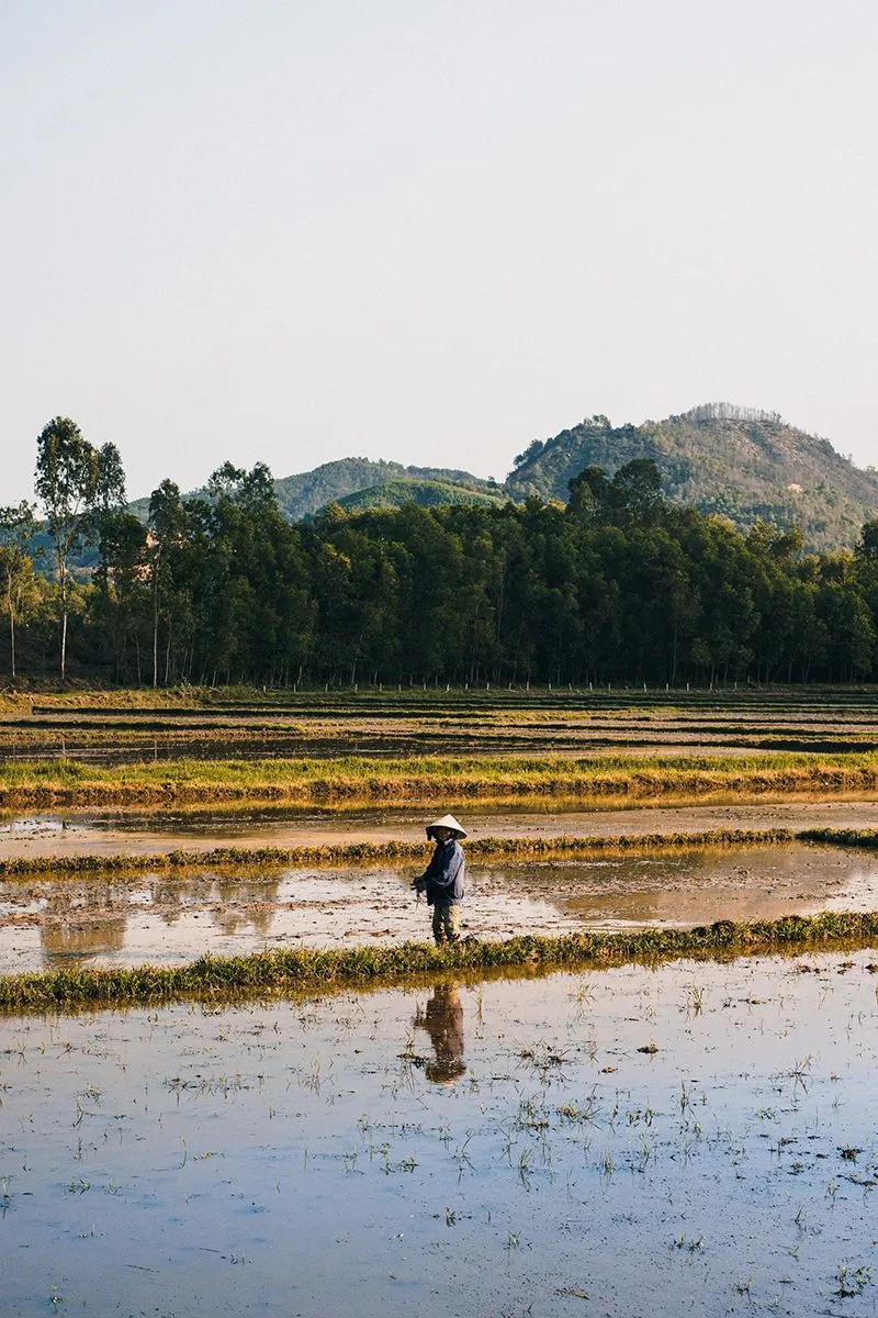 Local farmers harvesting rice in Hoi An countryside rice paddy