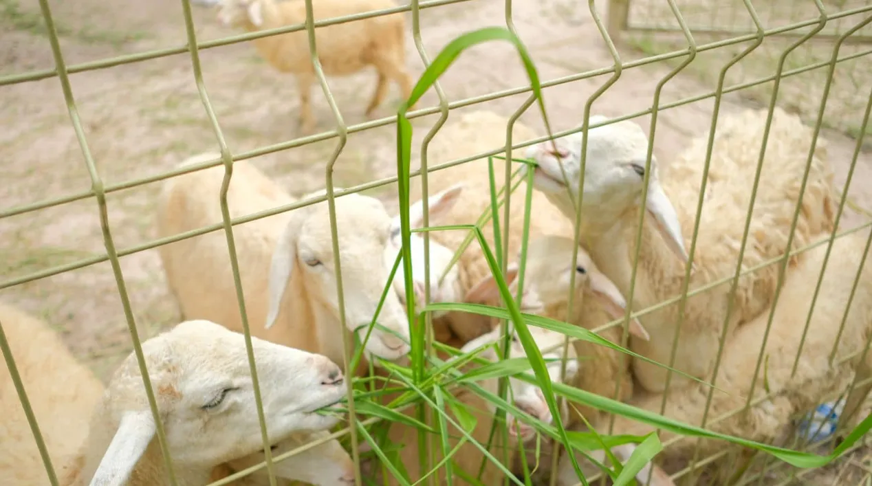 Explore Favorite Animals with Kids at Mini Zoo of Binh Chau Hot Springs