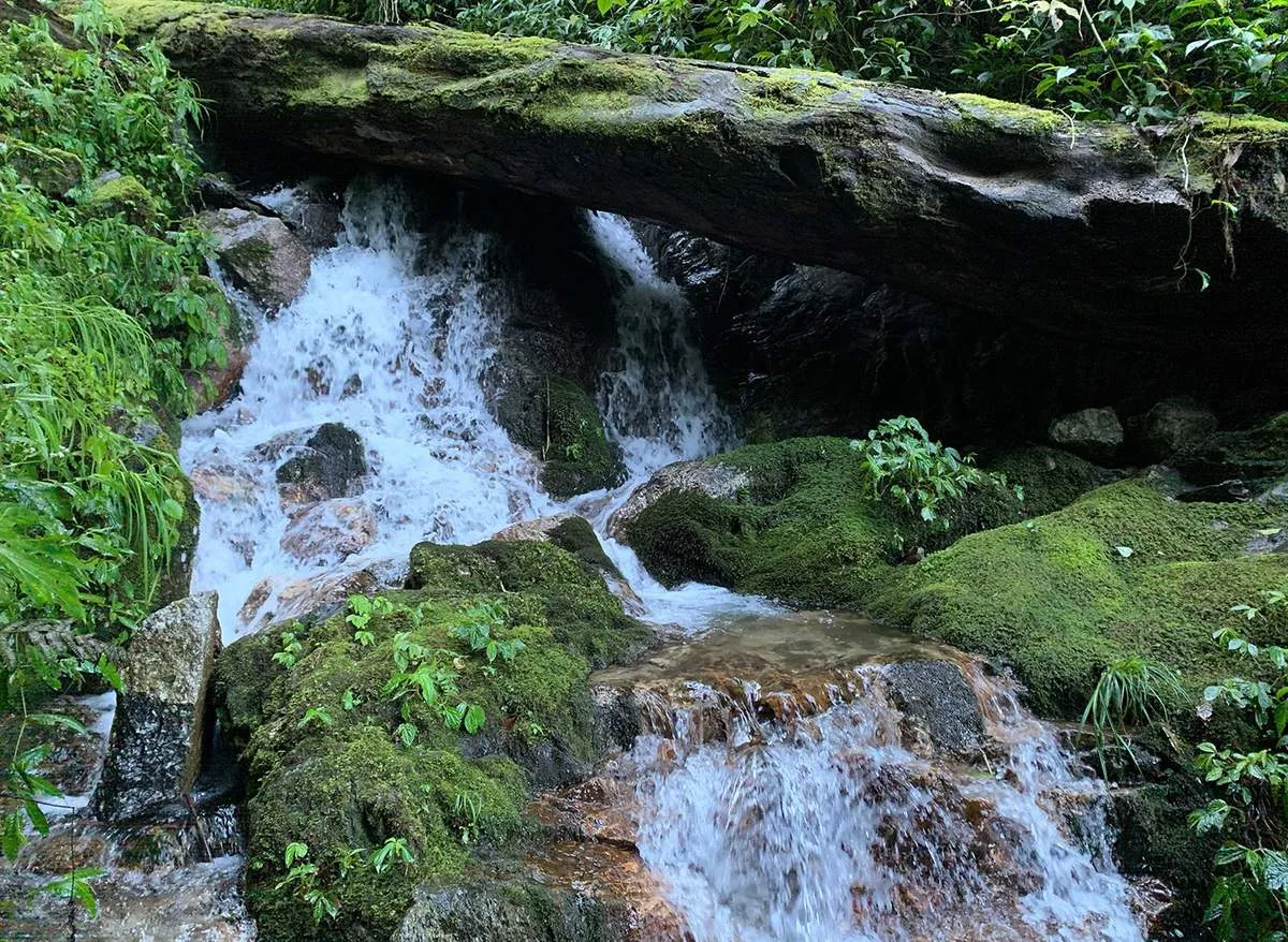Crystal clear stream flowing through the old-growth forest on Mount Ngoc Linh