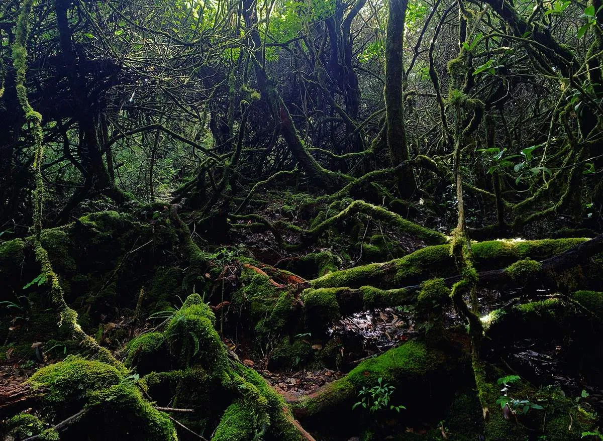 Wild and mysterious vegetation along the path to conquer Mount Ngoc Linh
