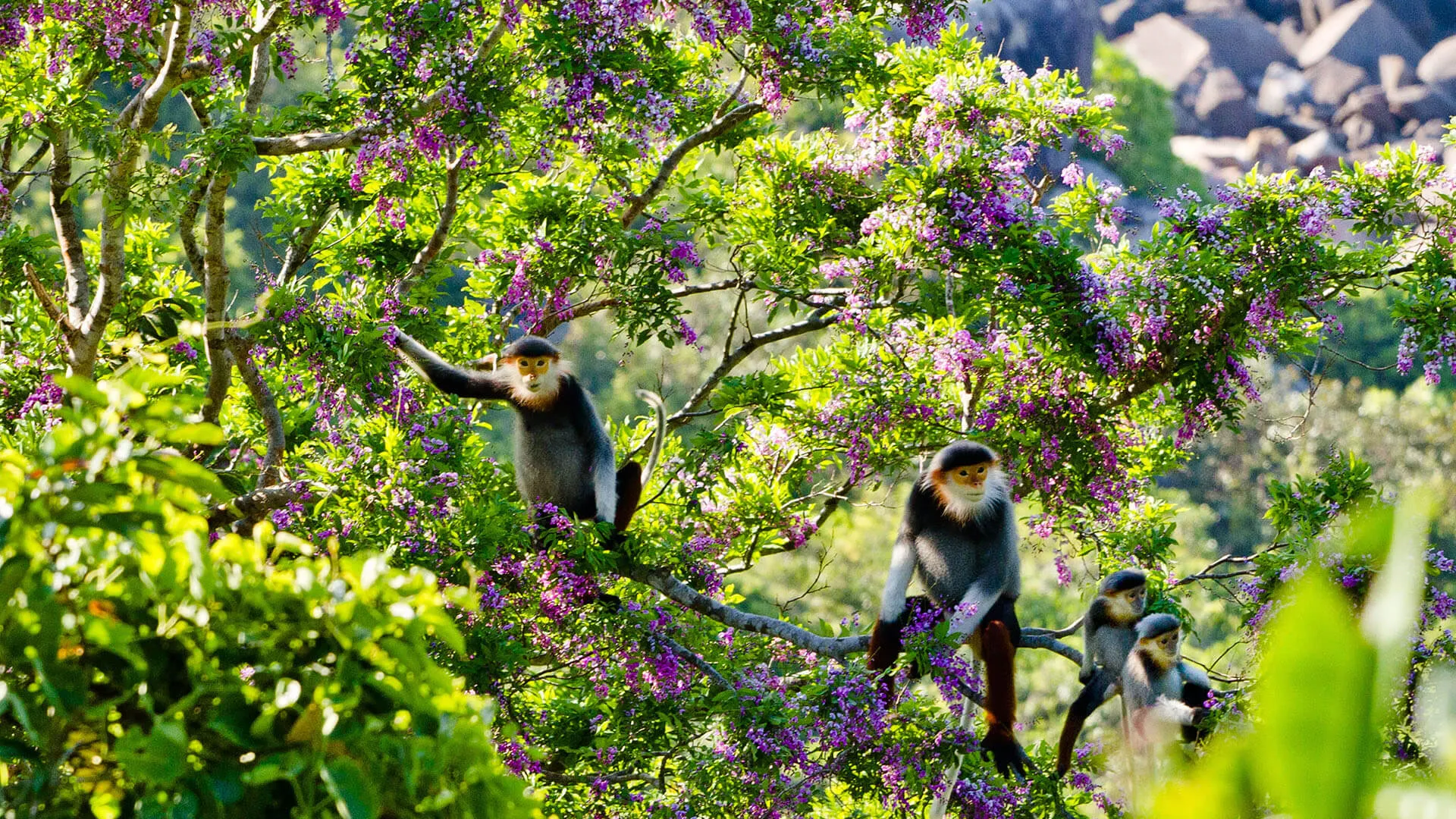 Red-shanked douc langur in Son Tra Peninsula
