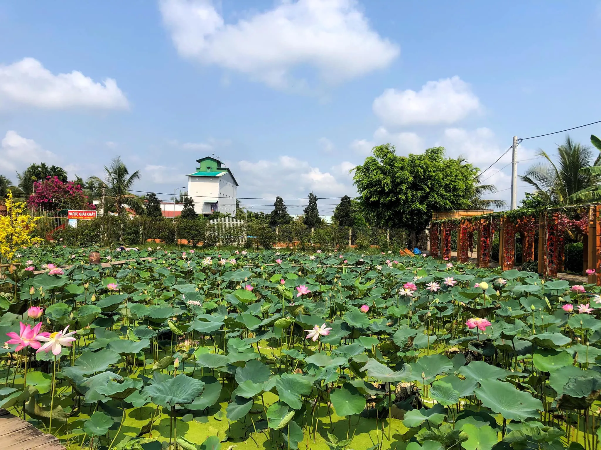 Vườn hoa Ao Sen Gò Me