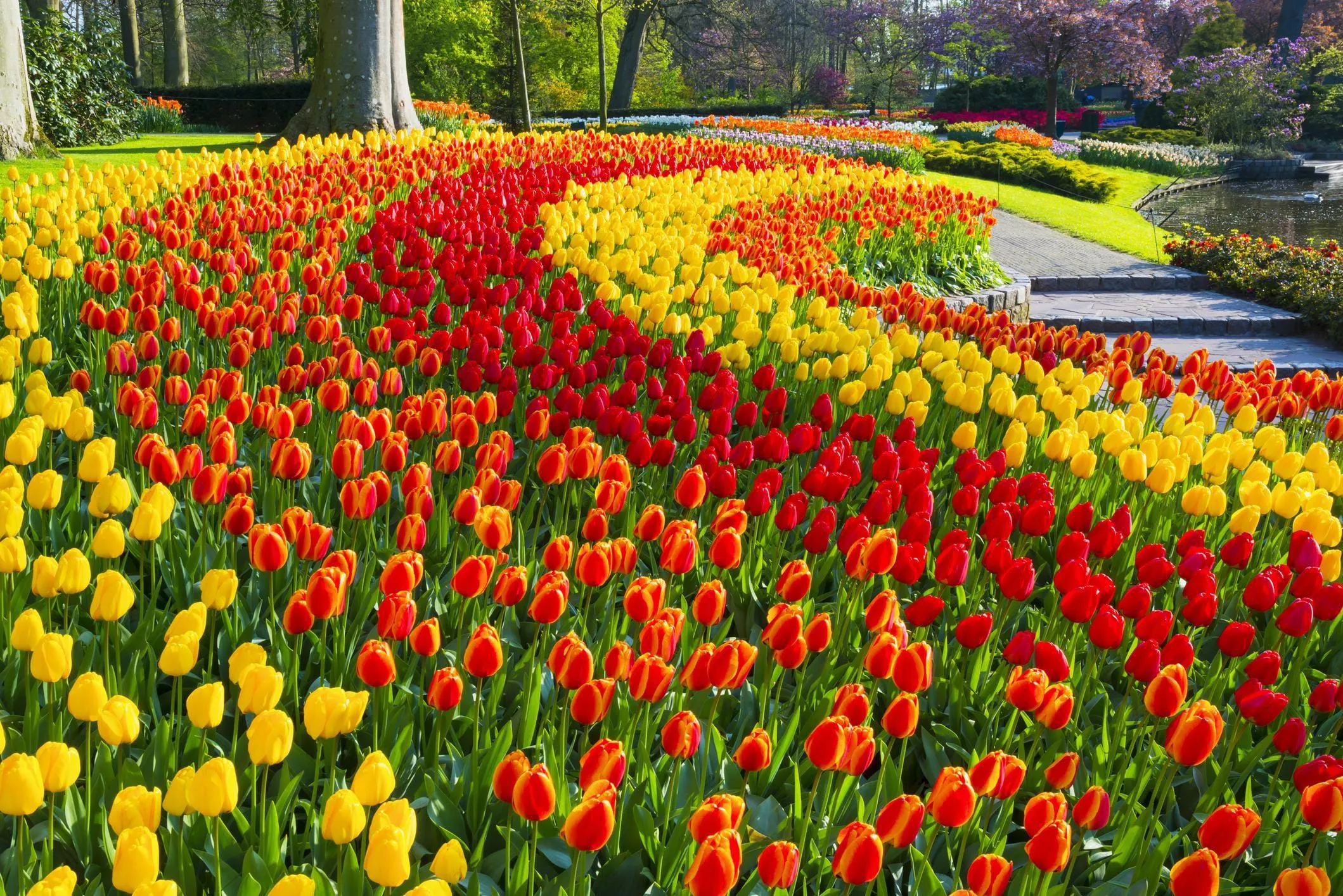Cánh đồng hoa tulip Keukenhof, Hà Lan