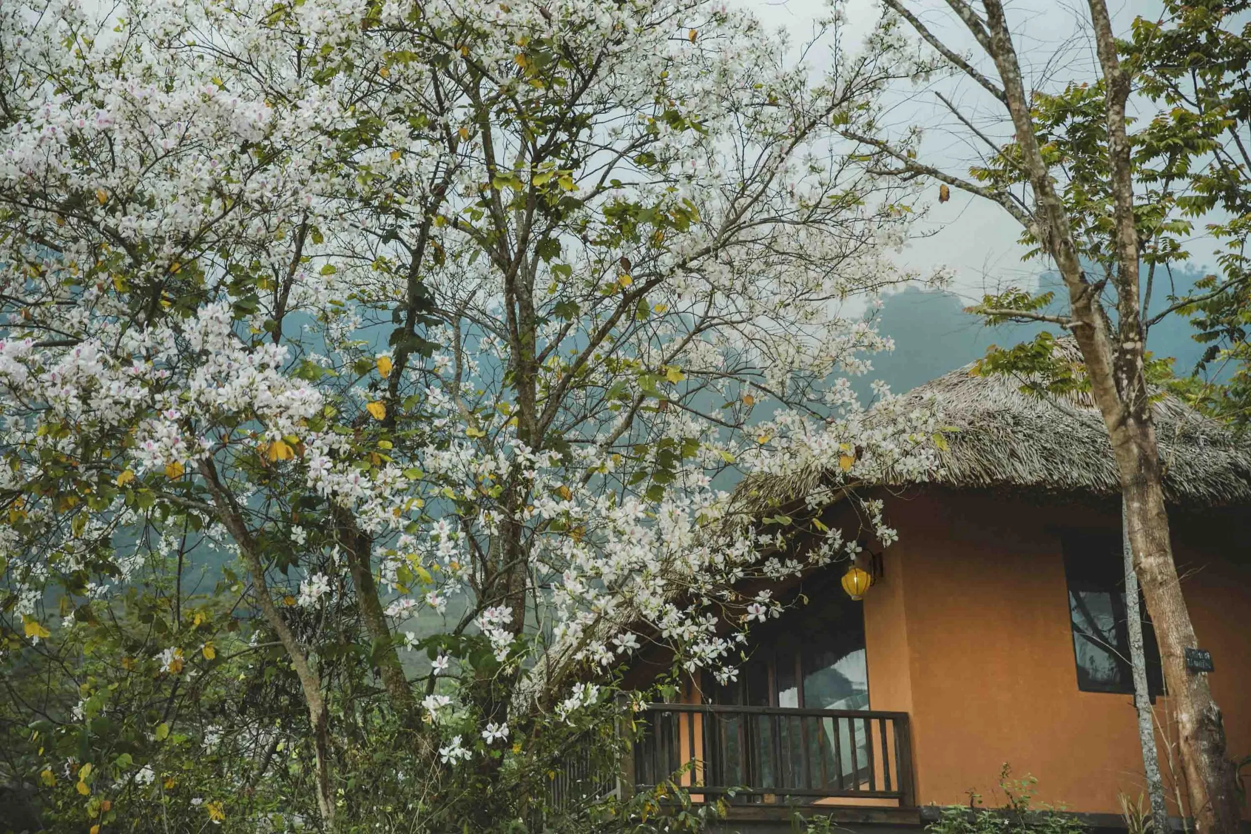 Avana Retreat - ốc đảo bình yên giữa núi rừng Mai Châu