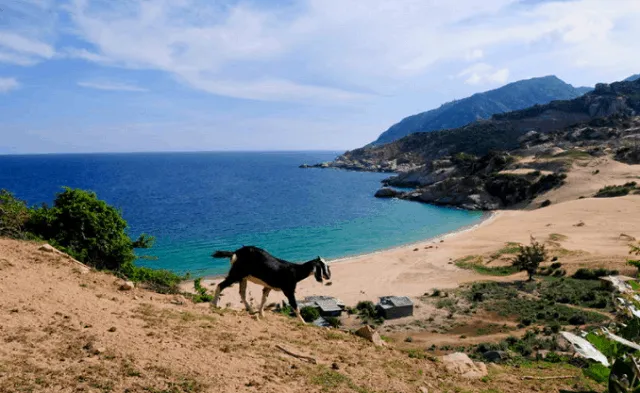 Can Gio beach retains its natural unspoiled beauty