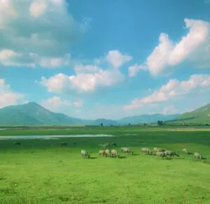 Bãi bồi Tiên Sơn với những đồng cỏ xanh mướt và những ngọn núi hùng vĩ phía xa, tạo nên một khung cảnh hoang sơ và lãng mạn, thích hợp cho những ai yêu thích khám phá thiên nhiên.