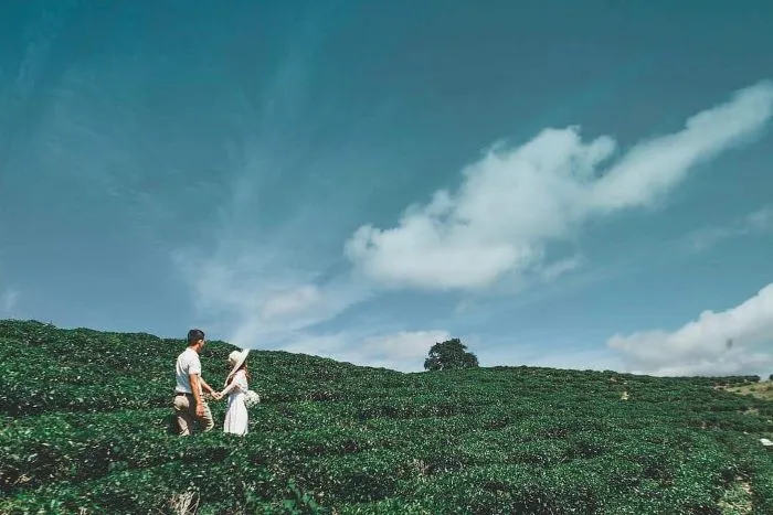 You will not have to pay entrance fees when visiting the tea hill
