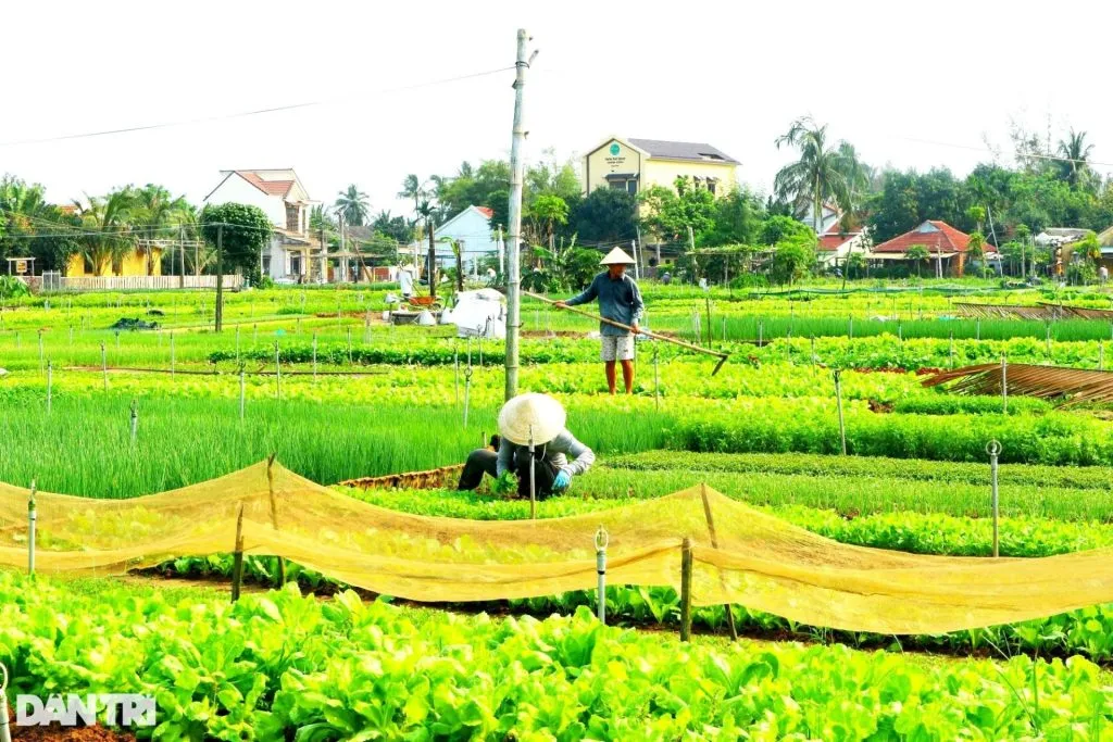 Regulations sign for visiting Tra Que vegetable village placed in a visible location, reminding visitors to comply to protect the environment and landscape of the village