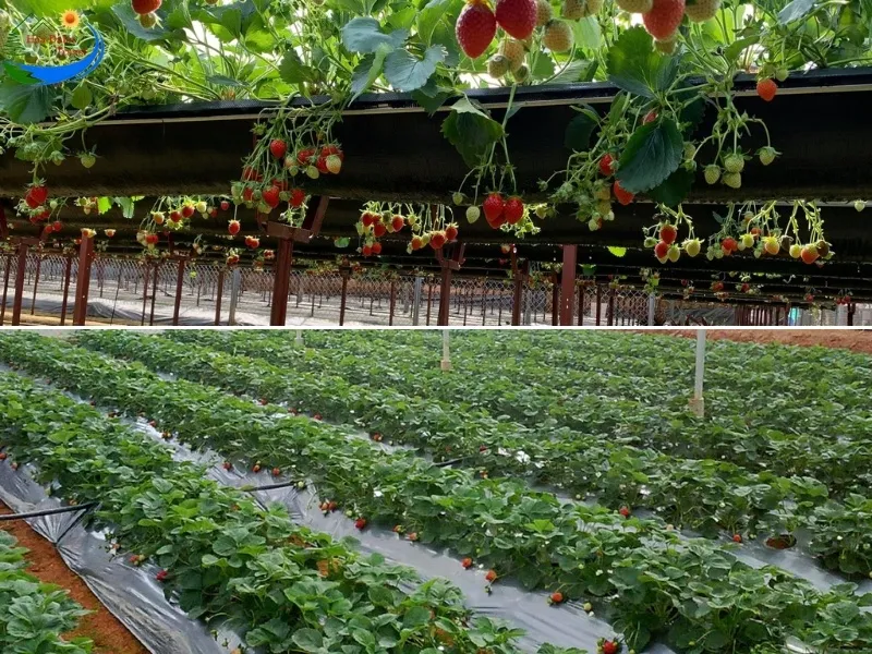Comparison table of advantages and disadvantages of traditional and high-tech strawberry gardens to help visitors easily choose