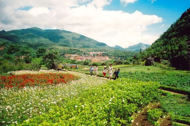 A "sea of flowers" at Ham Rong Mountain, showcasing the full beauty of Sapa's mountainous landscape