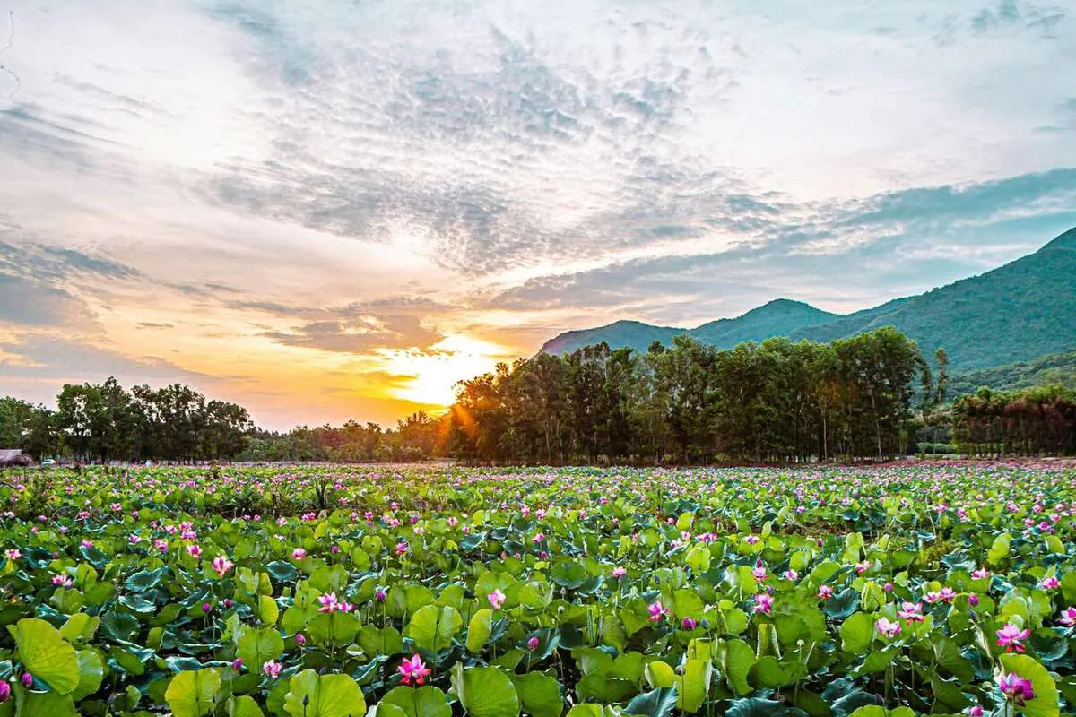 Beautiful sunrise over Tra Vinh lotus field