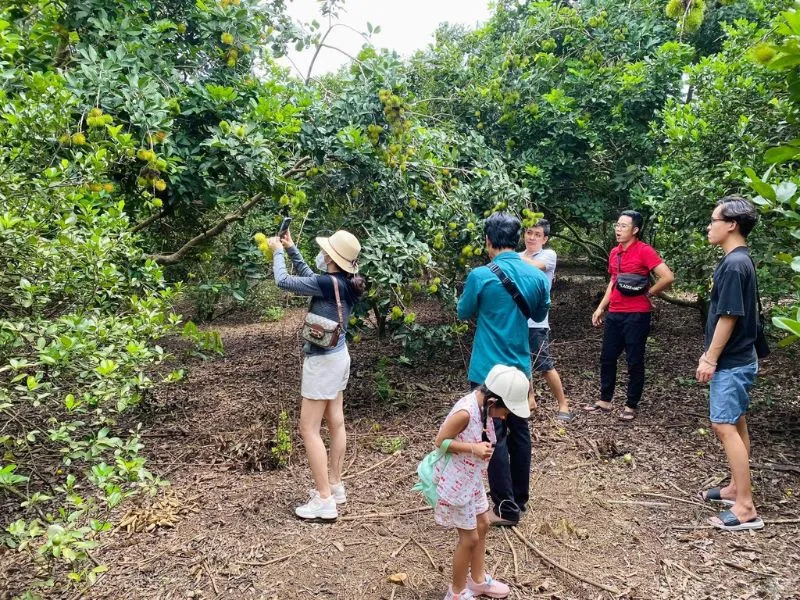 Cả nhà đang cùng khám phá khu vườn chôm chôm của Vườn Tám Lệ. Ảnh: Vườn trái cây Tám Lệ