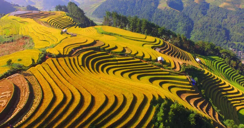 Cánh đồng lúa chín Sapa
