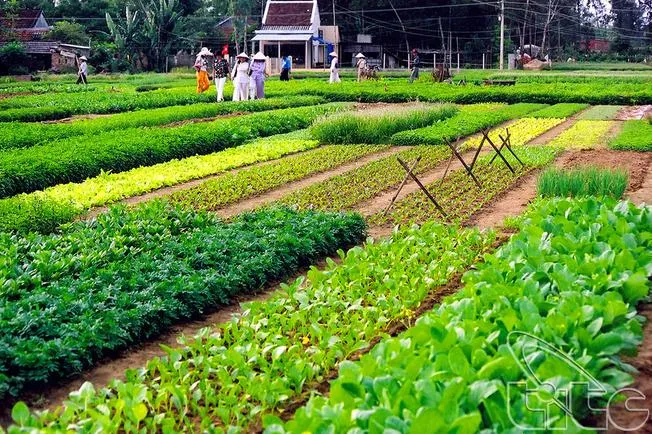 Cánh đồng rau Trà Quế xanh ngát một màu, nơi du khách có thể tìm hiểu về phương pháp trồng rau hữu cơ truyền thống và tận hưởng không khí trong lành của vùng quê Việt Nam