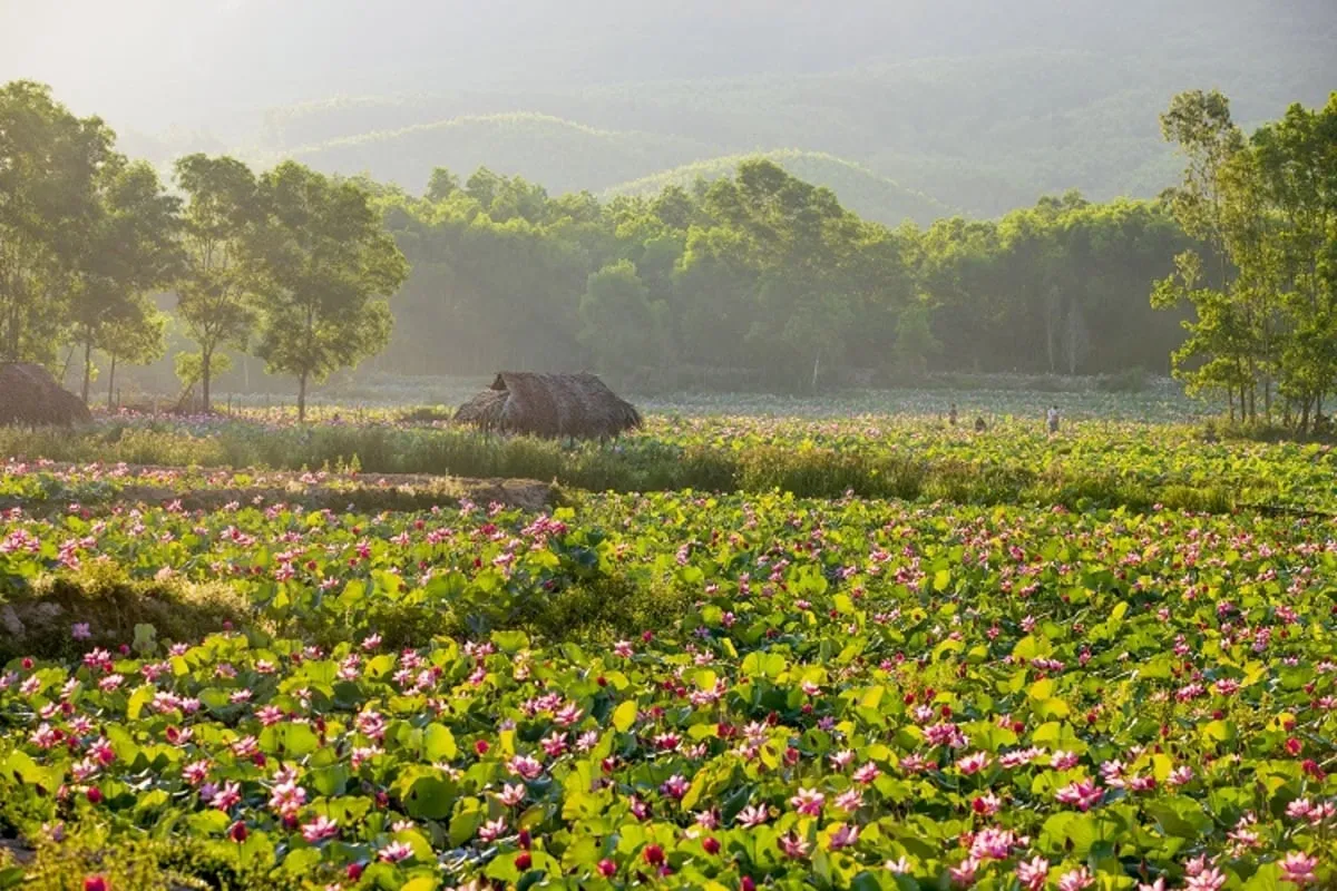 Cánh đồng sen Trà Vinh mùa nước nổi, hoa sen nở rộ