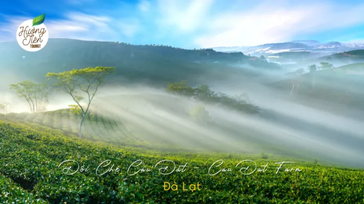 Morning mist over Cau Dat Tea Hill, Da Lat