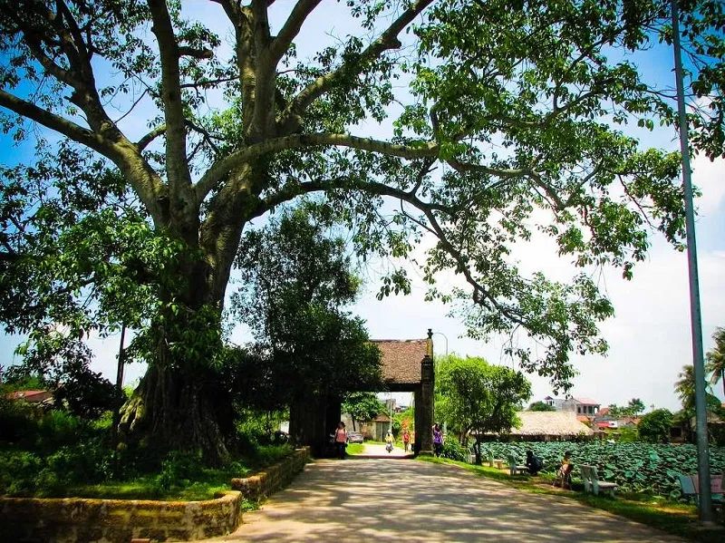 300-year-old banyan tree beside Mong Phu village gate