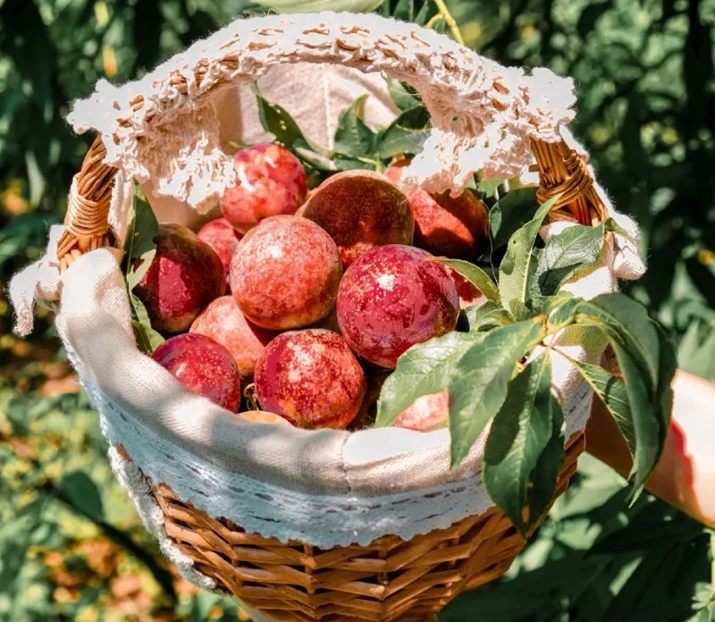 Check in flower and fruit gardens by season