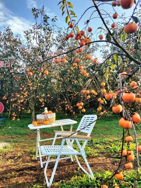 Ripe persimmons hanging in a Moc Chau garden