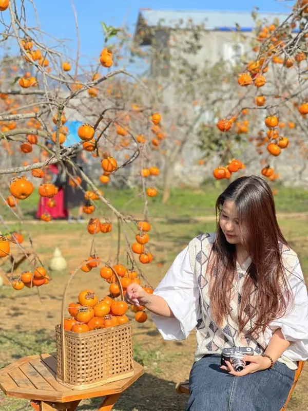 Rows of persimmon trees in a Moc Chau garden
