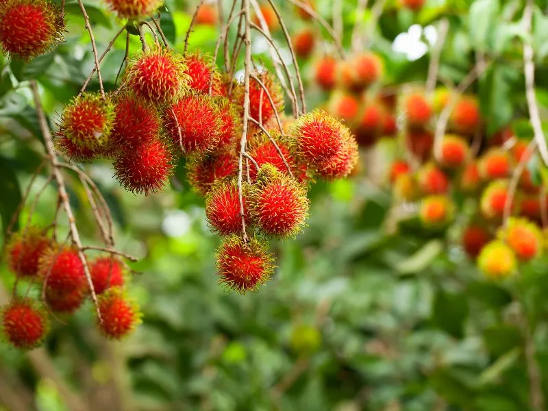 Chôm chôm trĩu nặng quả đỏ chín mọng tại vườn trái cây Duy Khánh. Ảnh: Vườn Duy Khánh
