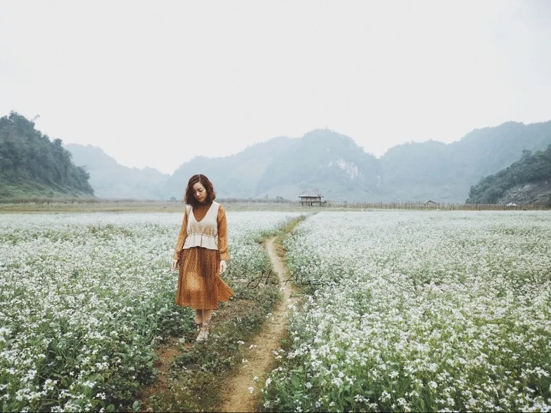 White and yellow mustard flower fields in Moc Chau Plateau